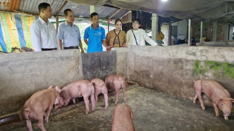 ចិញ្ចឹមជ្រូកមេ រក្សាជ្រូកសាច់ – លើកកម្ពស់ប្រសិទ្ធភាពសេដ្ឋកិច្ច