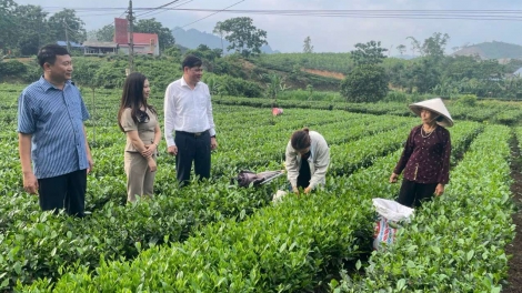 Thái Nguyên hỗ trợ sinh kế phù hợp cho người dân vùng cao