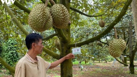 Tơlơi ngă sen "Sâu riêng hơmâo kak căn cước"