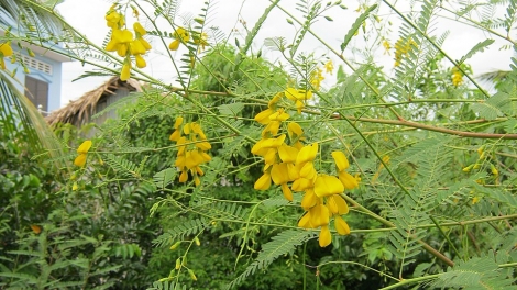 រដូវដើមស្នោចេញផ្កា
