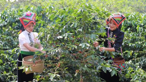 Lễ hội cà phê: Đưa Arabica vươn tầm thế giới