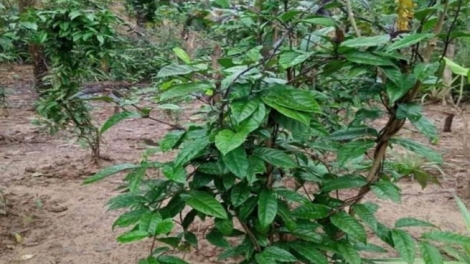 CƠNH CHOH LÂNG K’RANG TƠƠM BA KÍCH