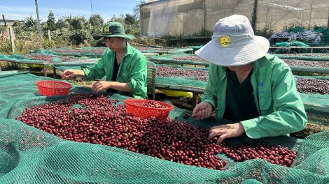 Dak Lak mơdêk séa ngăn tơniăn krúa kế kâ tơmeăm pêi lo ing chiâk deăng tê ngi EU