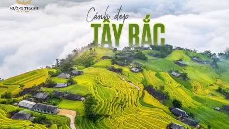 Phai paz phiến 