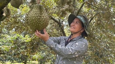 Dak Lak jak iâu 30 hrơi ngă djơ̆ tơhnal pơkă bruă Sầu Riêng VietGap