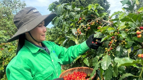 Dak Lak tŏng kum kơvâ kơphế, kơxu hmâ hlối kâi trâng pơkâ mơdât hía kong