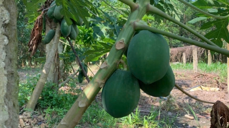 CARA PALA PHUN LAHAONG BLENG BREI MEK TAME HU RILO