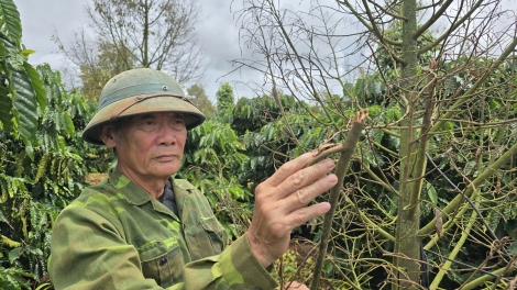 Adiê hjan prŏng sui ngă kơ durian ti sa să ti Gia Lai djiê lu