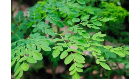 SLON PANG CHAY CHƯỚNG CO PHJẮC CHÙM NGÂY