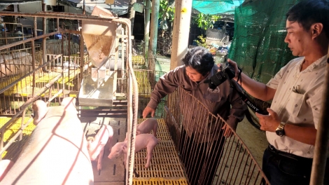 នារីចិញ្ចឹមជ្រូកពូកែ ចំណូលខ្ពស់នៅតំបន់ភាគខាងលិច