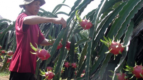 Ninh Thuận patagok bruk rong glang khang kajap