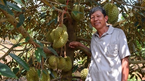 Sa-ai Cuong pala durian duah hu jien ty