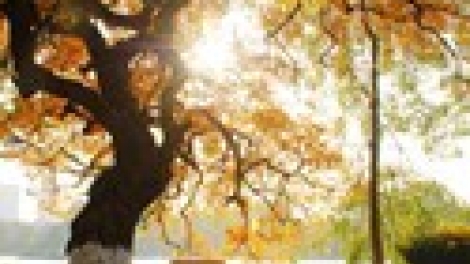 Tra Vinh peih ngak sumu gauk  dom jalan langyah bruk pablei kaya nong