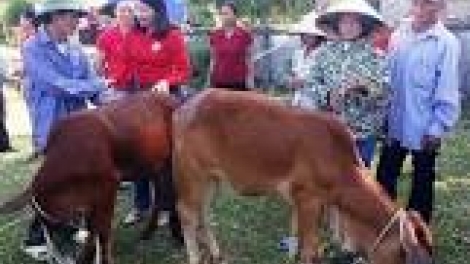 khau tin 19h harei 16/12