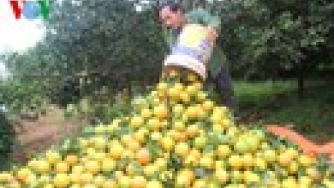 Khaw tin tuk 10g30- 14g30 harei 2/12