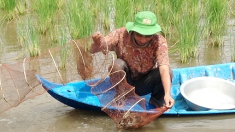 Phun padai praong tagok di bhum taneh njom likhun ia mbak