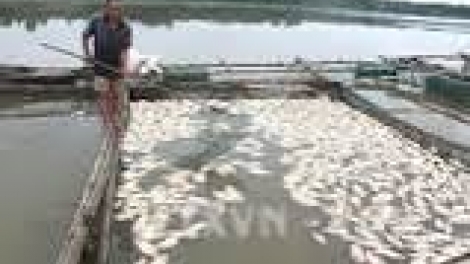 Khau tin 10h30 harei 26/9