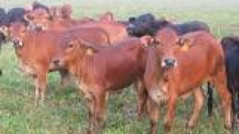 Khau tin 6h30 harei 28/9