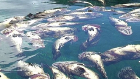 Khau tin 10h30 saong 14h30 harei 11/5