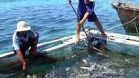 Khau tin 10h30 saong 14h30 harei 18/7