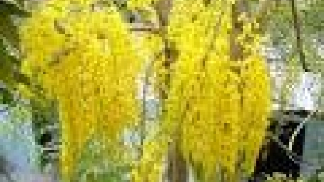 Khau tin 6h30 harei 7/6