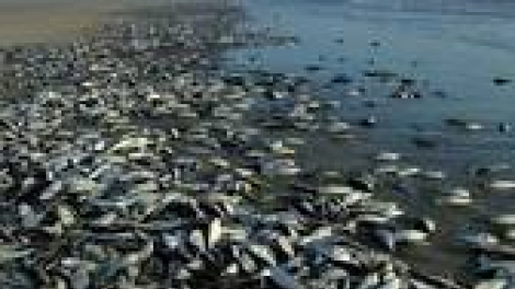 khau tin 19h harei 23/4