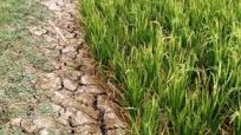 Khaw tin 10h30 saong 14h30 harei 7/11/2016