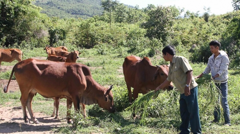 Raong limo binai payeng di Phước Hòa, Bac Ai