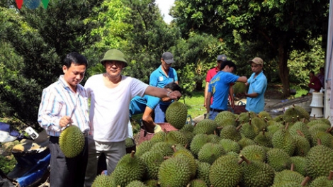 Tien Giang “asal urang lin” daong mek tame 2 -3 ty yaok thun