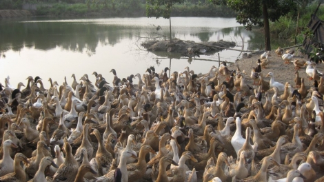 Patagok bruk raong ada tasik lagaih saong bhum taneran kraong Cuu Long