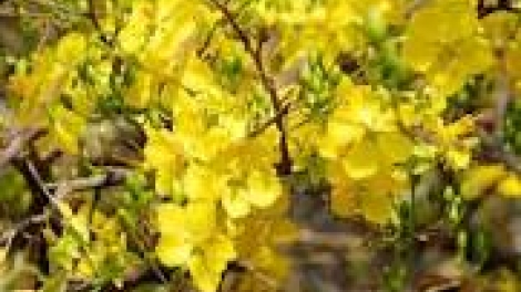 khau tin 19h harei 23.1