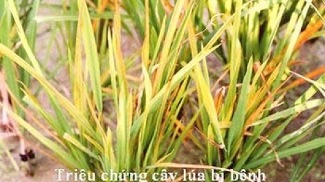 Khau tin 10h30 saong 14h30 harei 13/5