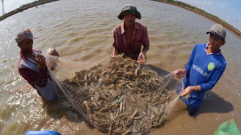 Khau tin 10h30 saong 14h30 harei 15/8