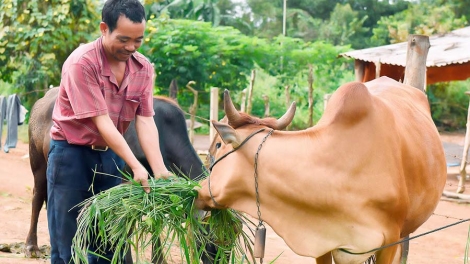 Khau tin 6h30 harei 19/10