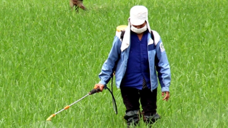 Patrun ngak padai vụ 3 piah patagok cơ hội ngak meda ka urang nong