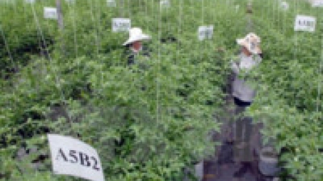 Khau tin 6h30 harei 9/5