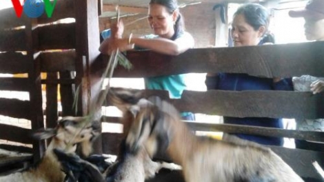 Khaw tin 6h30 harei 20/11/2017