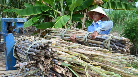 Urang nong Ca Mau tah klak tabau tap raong hadang laba glaong dua mbang