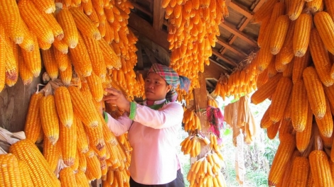 Khaw tin 19h00, ngay 15/7