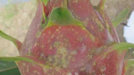 Caga ruak đốm nâu ngak jhak thanh long