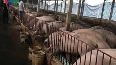 Khaw tin bair harei 28/4/2017