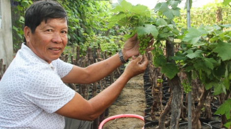 Jeng Tỷ Phú meng goc nho glai