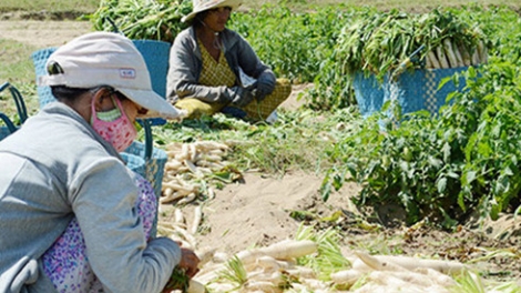 Ninh Thuan – salih barau kinh te tap the piah patagok