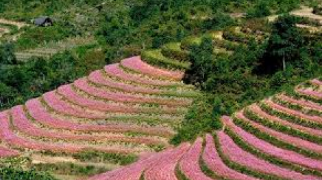 Tagok Ha Giang maong bingu tam giac mach angaok cao nguyen patau