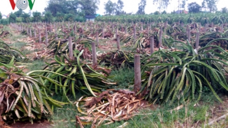 Khaw tin bair harei 25/4/2017