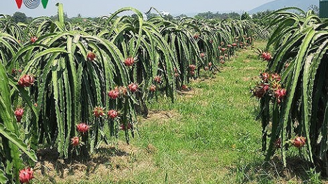 Kaya nong pala tabiak oh caik cang lang talaih