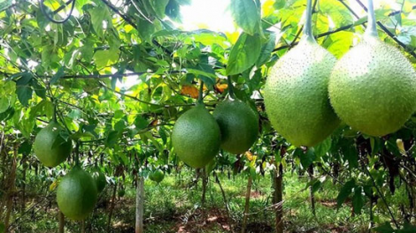 Pala gấc cao sản brei jien mek tame glaong