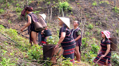 ilimo khik phun padai apuh di Urang Pako Van Kieu tinh Quang Tri