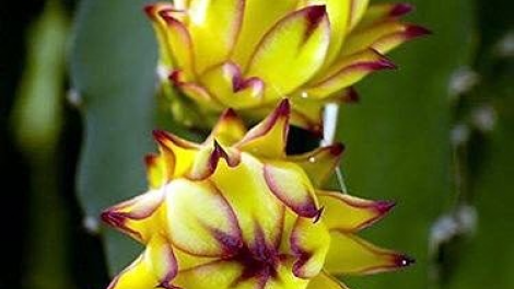 Khaw tin 6h30 harei 12/7