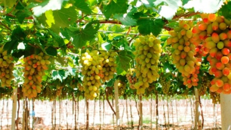 Khaw tin 10h30 saong 14h30 harei 16/8